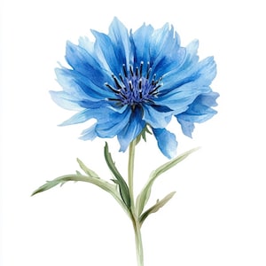 10 Printable Cornflowers, Cornflower realistic art, Watercolor summer flower, Blue wedding flowers, High Quality PNG and JPG