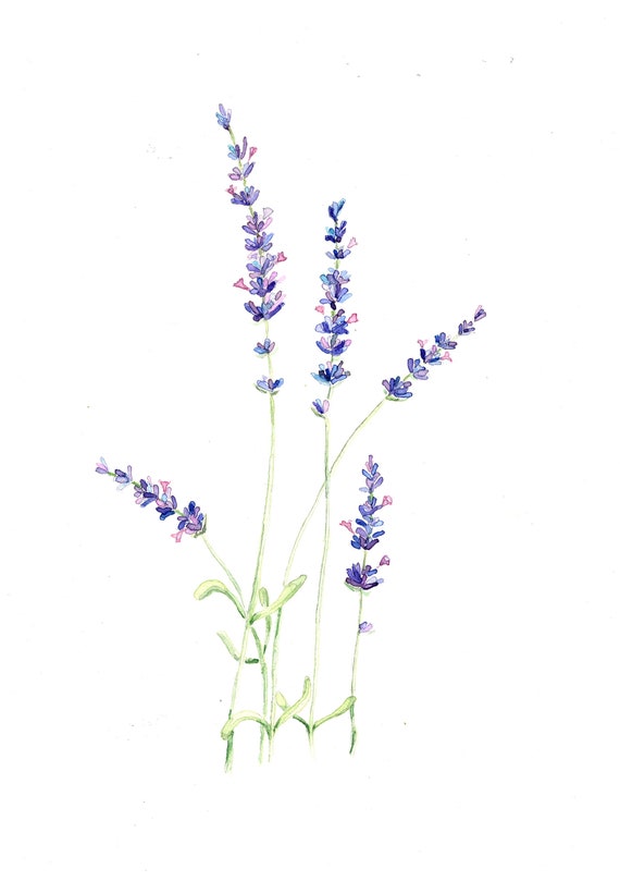 LAVENDER flowers original watercolor painting botanical | Etsy