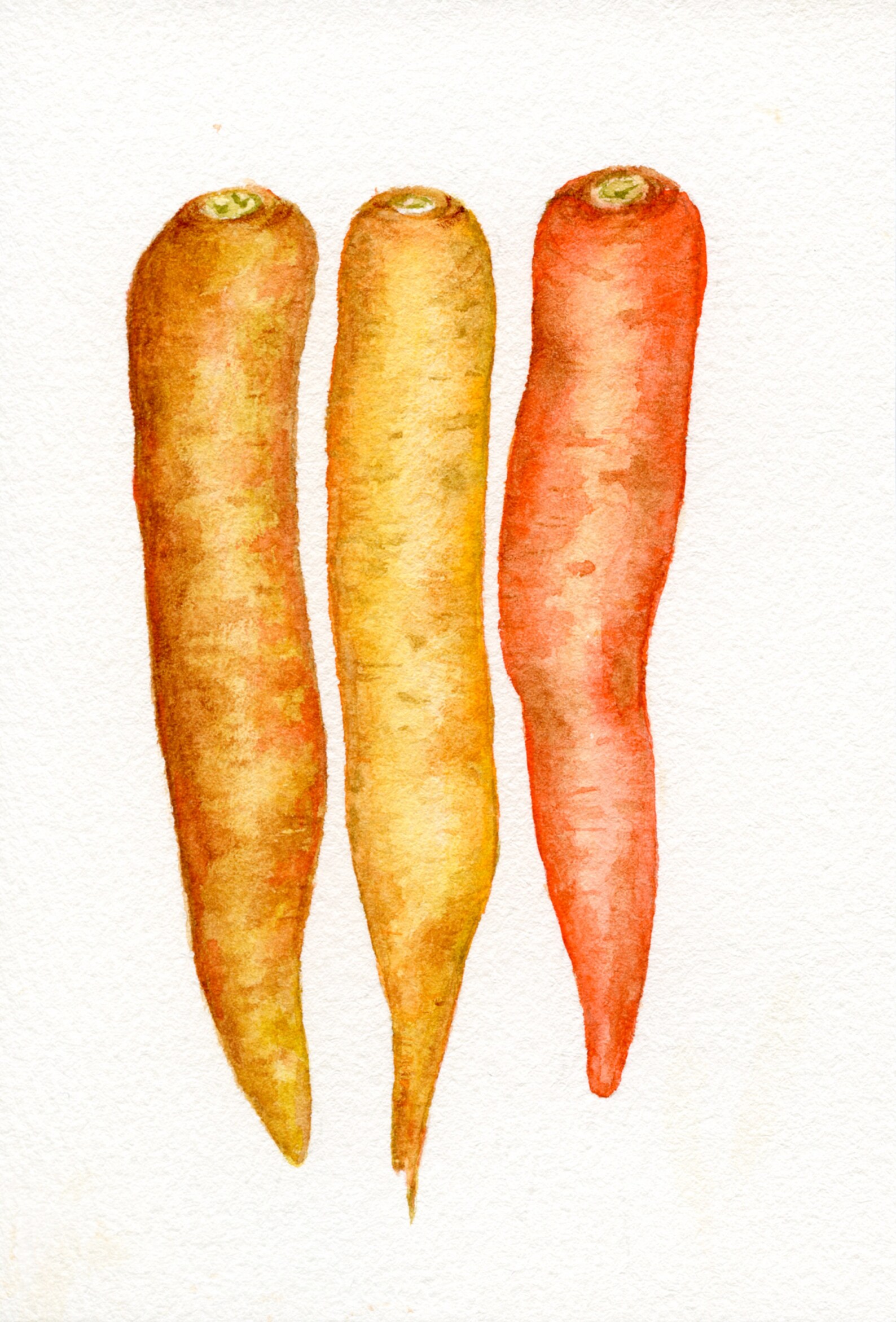 Druckbare Aquarell Möhre digitale jpg Garten garten garten | Etsy