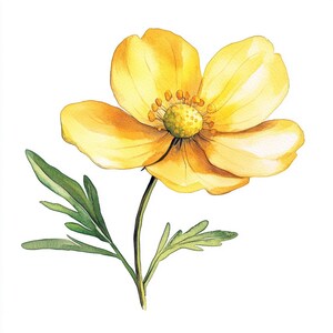 10 Printable Butterunp flower, wildflower art, yellow flower Watercolor clipart, High Quality PNG and JPG, Digital download, Commercial Use