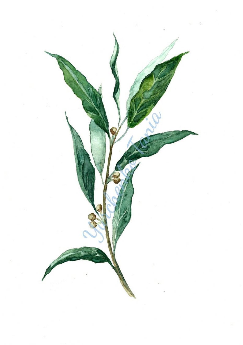 BAY LEAVES Original Watercolor Painting herb wall art laurel Etsy