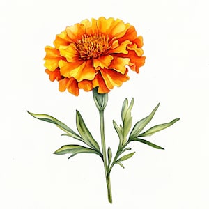 10 Printable Marigold, Marigold Flower, Summer flowers, Marigolds PNG, Marigolds JPG, Autumn floral decor, Commersial Use