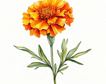 Peut inclure: Illustration à l'aquarelle d'une fleur de souci orange vif. La fleur présente des pétales superposés et un centre texturé. La tige et les feuilles vertes complètent l'œuvre botanique, sur fond blanc.