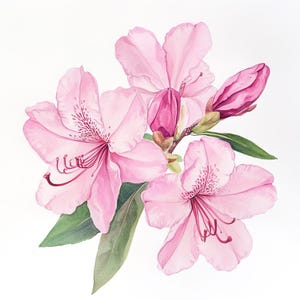 10 Printable Rhododendron, Rhododendron Flower, Spring flowers, flowers PNGs, Pink Rhododendron JPGs, Tropical floral decor