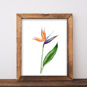 Flor de pássaro do paraíso Impressão digital em aquarela, download instantâneo de Strelitzia, 5 tamanhos, decoração DIY, cartão postal, álbum de recortes, modelo de impressão