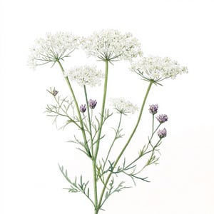 10 druckbare Queen Anne&#39;s Lace, Queen Anne&#39;s Lace, Sommerblumen, weiße wilde Karotte JPGs, Wildblumen Dekor, weiße Blumenwiese
