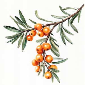 10 Druckbare Sanddorn, Sanddorn auf Ast, Sommerbeeren, High Quality PNG und JPG, Sanddorn Beere Druck, kommerzielle Nutzung