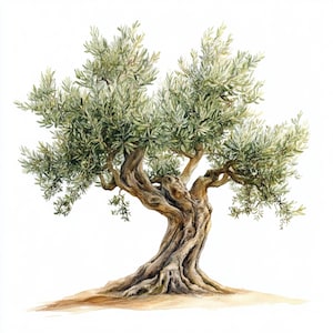 May include: Watercolour painting of an olive tree, featuring a twisted trunk and abundant green leaves. The tree is depicted against a white backdrop, with a hint of tan soil at its base. The artwork highlights the tree's texture and shape.