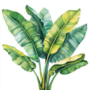 Puede incluir: Pintura a la acuarela de un grupo de grandes hojas de plátano verdes con reflejos amarillos. Las hojas tienen venas prominentes y están dispuestas en forma de abanico. La obra de arte está sobre un fondo blanco limpio, enfatizando las formas naturales.