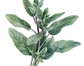 10 Printable Herbs Sage, Herbs print, Summer Herbs, Sage PNGs, Watercolor Sage JPGs, Sage decor, Minimalist botanical art, Commercial Use