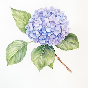 May include: A watercolor painting of a blue hydrangea flower with green leaves and a brown stem.
