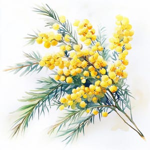 10 Mimosa jaune imprimable, impression de mimosa, mimosa aquarelle, art botanique, branche de fleurs, fleurs tropicales, brunch de mimosa