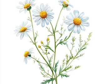 10 druckbare Kamille Blume, Wildblumen Kunst, weiße Blume Aquarell Clipart, hochwertige PNG und JPG, digitaler Download, kommerzielle Nutzung