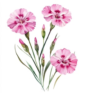 10 Dianthus imprimables, Dianthus roses, fleurs roses, fleurs PNG, JPG de fleurs d'été roses, décoration Dianthus, usage commercial