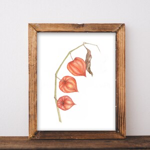 Flor de Physalis seca para impressão em aquarela Digital Physalis Pods Print, 5 tamanhos, decoração de casa, cartão postal de outono, decoração de ação de graças, flor de outono