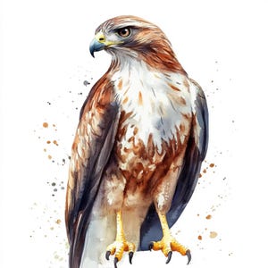 Könnte beinhalten: Aquarell-Illustration eines Falken mit braunen, weißen und grauen Federn. Der Vogel hat einen gelben Schnabel und Krallen und ist vor einem weißen Hintergrund mit braunen und grauen Farbspritzern dargestellt.