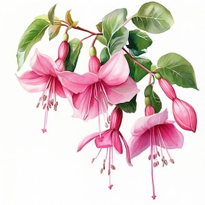 10 Printable fuchsia, Pink fuchsia Flower, Beautiful flowers, flowers PNGs, Pink fuchsia JPGs, Tropical floral decor, fuchsia branch clipart