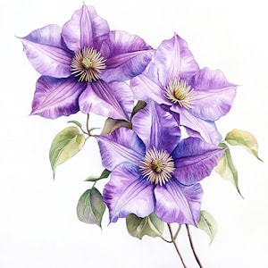 10 Printable clematis, Purple Flowers, Spring flowers, clematis PNG, Watercolor clematis JPGs, Minimalist botanical art