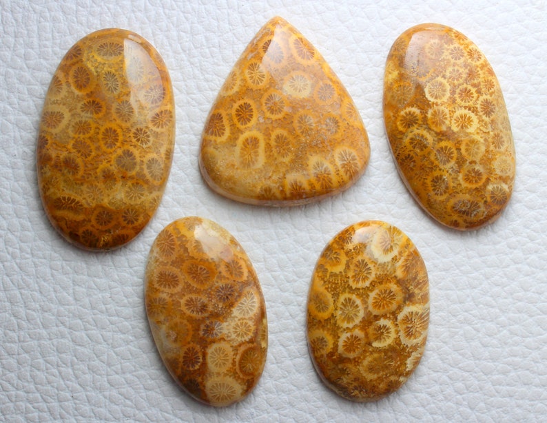 5 Pieces Lot Superb Quality Natural Fossil Coral Smooth Cabochon Mix Shape 34x23mm To 42x26mm Approx with Wholesaler Price.
