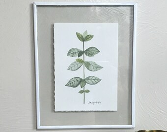 Original Oregano watercolor 5x7