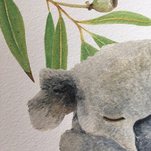 May include: Watercolor illustration of a sleeping koala bear with closed eyes, nestled among green eucalyptus leaves and a small seed pod. The koala is rendered in shades of gray, with the leaves in varying shades of green.
