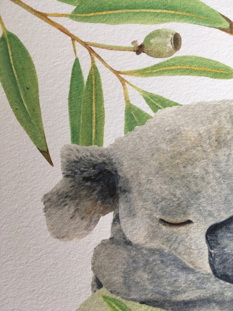 May include: Watercolor illustration of a sleeping koala bear with closed eyes, nestled among green eucalyptus leaves and a small seed pod. The koala is rendered in shades of gray, with the leaves in varying shades of green.