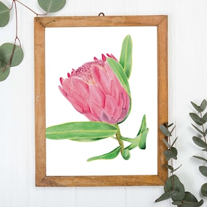 May include: A framed watercolor print of a pink protea flower with green leaves. The artwork is displayed in a natural wood frame and set against a white background. Eucalyptus sprigs are placed around the frame.