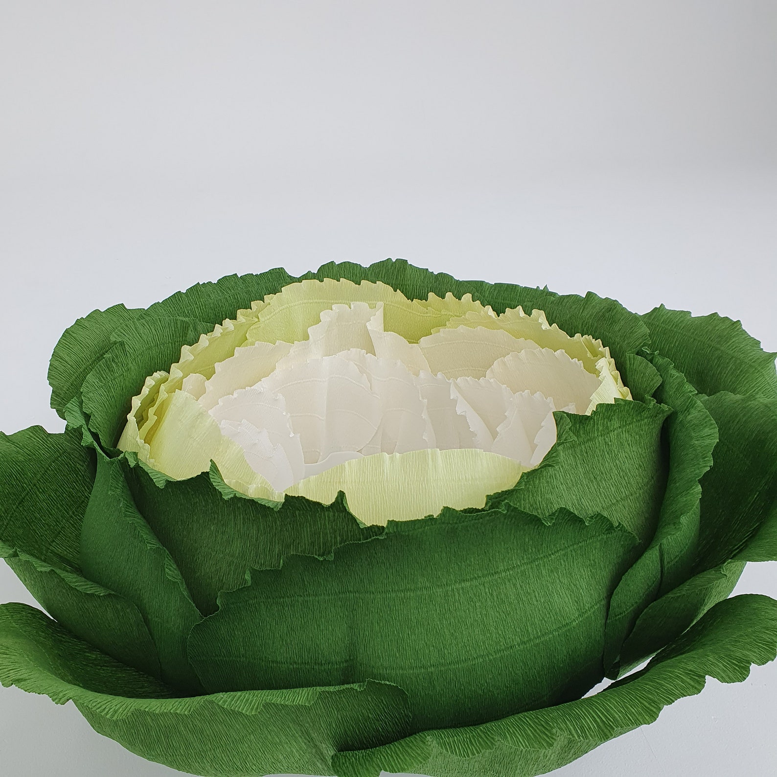 Giant Cabbage for Newborn Photos Newborn Baby Photography Etsy