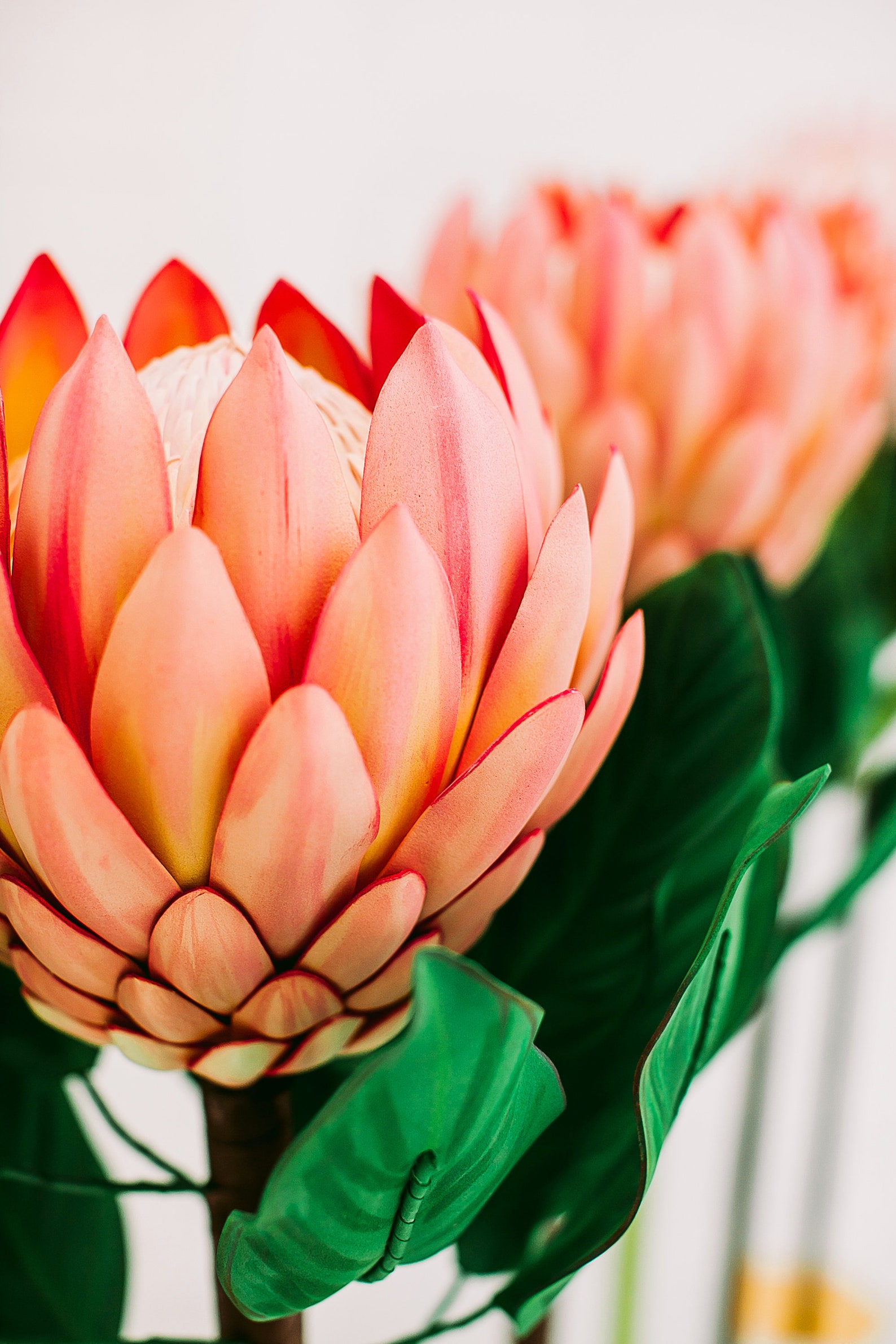 Giant Protea realistic Protea for interior flowerluxury Etsy