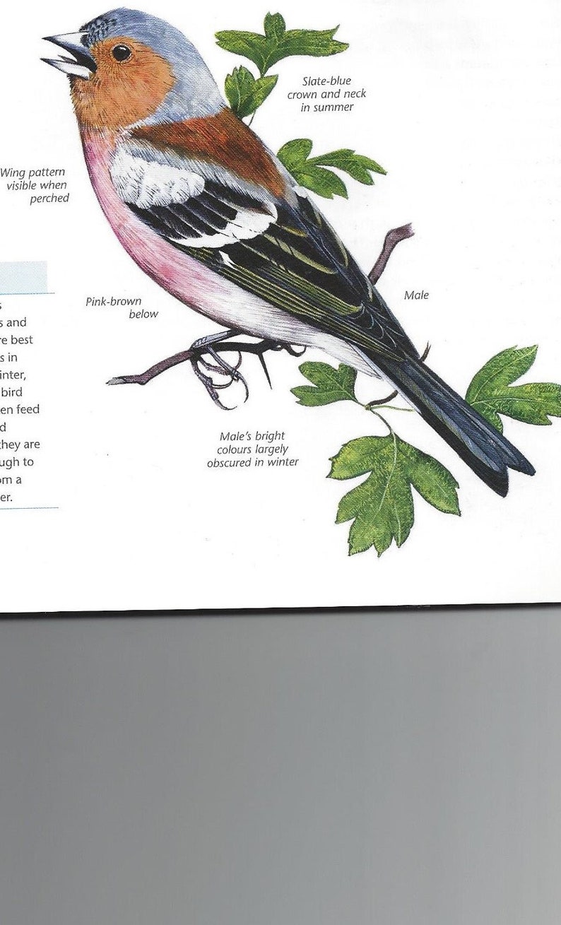 a downloadable machine embroidery file Chaffinch