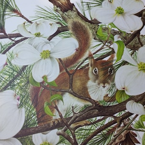 Jeanne Holgate Squirrel in Dogwood, PRINT ONLY