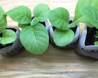 African Red Tobacco Starter Plants 4 pack