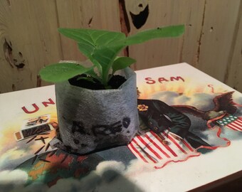African Red Tobacco Starter Plant