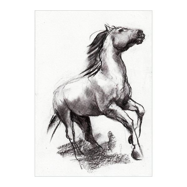 Dessin au fusain original « Cheval d’élevage »