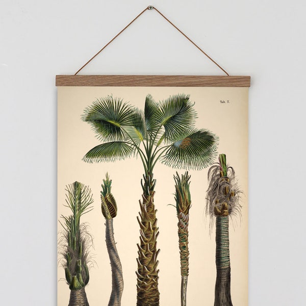 Vintage palm tree print.  Vintage tropical botanical print. Vintage Scandinavian Wall art. Palm Tree wall chart. Botanical wall art. Coconut