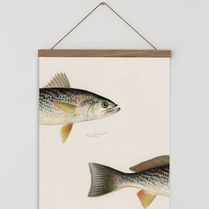 Vintage fish print. Fish wall chart. Fishing gifts. Fish wall art. Vintage wall art.  Hanging poster frame.  Fish print. Gifts for fishermen
