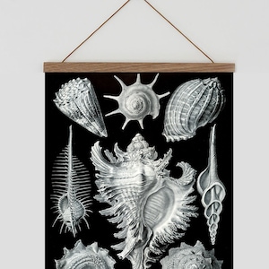 Vintage print. Seashell wall hanging. Black and white wall art. Beach decor. Nautical decor. Monochrome wall art. Ernst Haeckel wall art