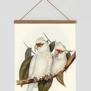 Vintage tropical bird Print, vintage bird print, Tropical wall art, Bird Prints, Tropical wall art print, Vintage cockatoo wall chart,