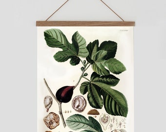 Vintage fig illustration. Vintage modern botanical poster. Rustic kitchen print. Farmhouse kitchen print. Vintage scandinavian decor. Ficcus
