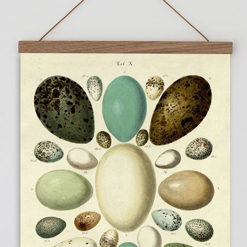 Vintage Egg Print Bird Egg Illustration Egg Art Vintage Etsy UK