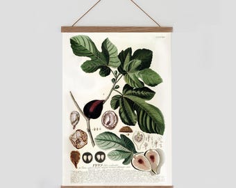 Vintage fig illustration. Vintage modern botanical poster. Rustic kitchen print. Farmhouse kitchen print. Vintage scandinavian decor. Ficcus