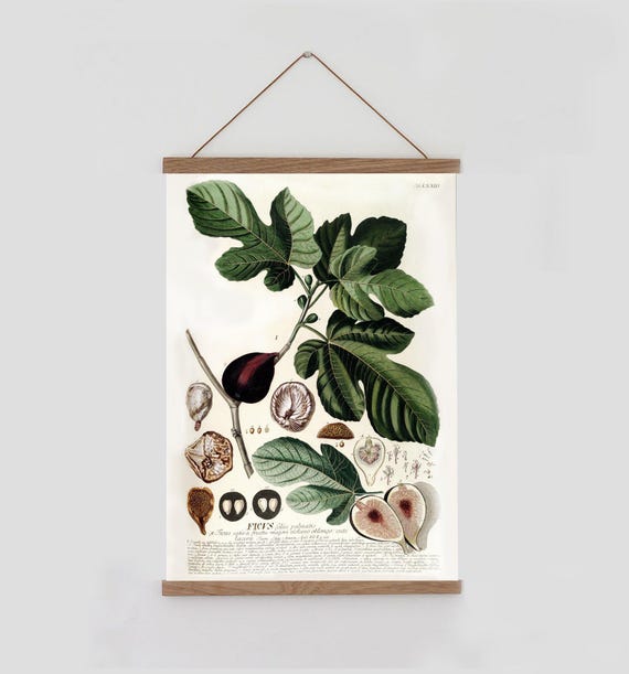 Vintage fig illustration. Vintage modern botanical poster. Rustic kitchen print. Farmhouse kitchen print. Vintage scandinavian decor. Ficcus