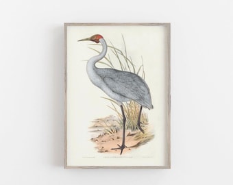 Vintage Heron print. Vintage wall art. Heron Print. Vintage bird. Antique Bird Painting, Wall Art Decor, bird lover gift, bird lover gifts.