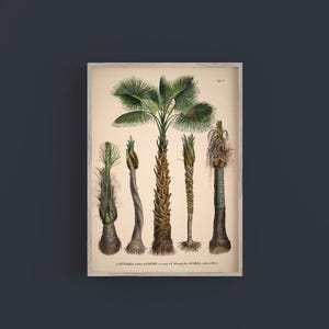 Vintage palm tree print. Vintage tropical botanical print. Vintage Scandinavian Wall art. Palm Tree wall chart. Botanical wall art. Coconut image 2