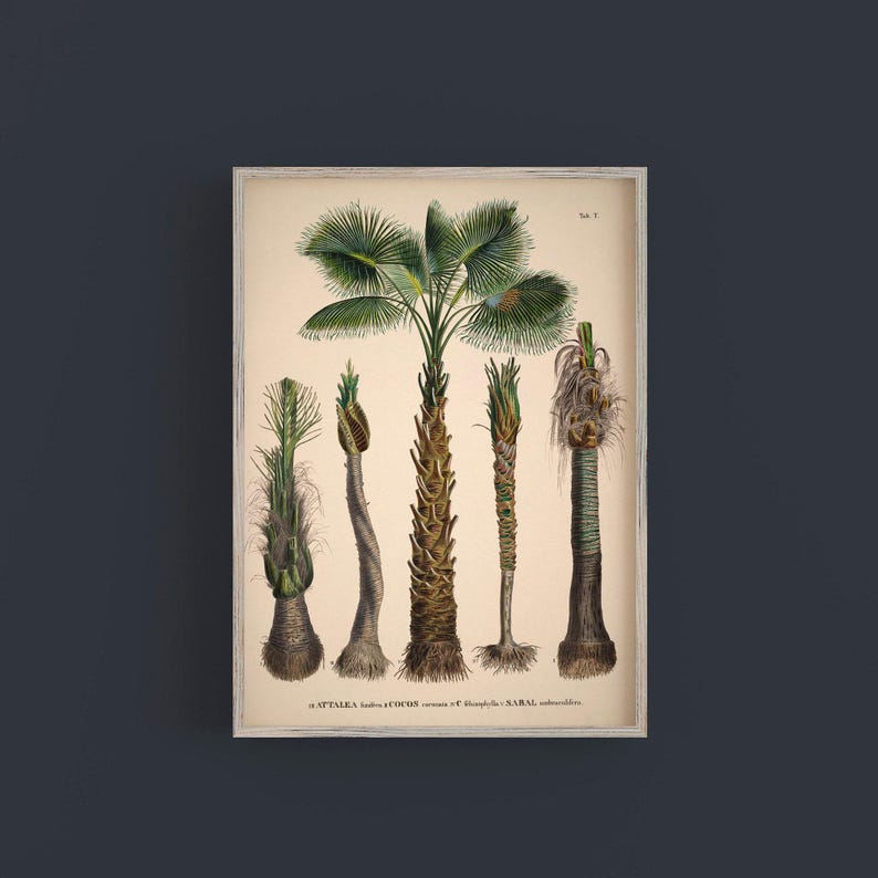 Vintage palm tree print. Vintage tropical botanical print. Vintage Scandinavian Wall art. Palm Tree wall chart. Botanical wall art. Coconut image 2