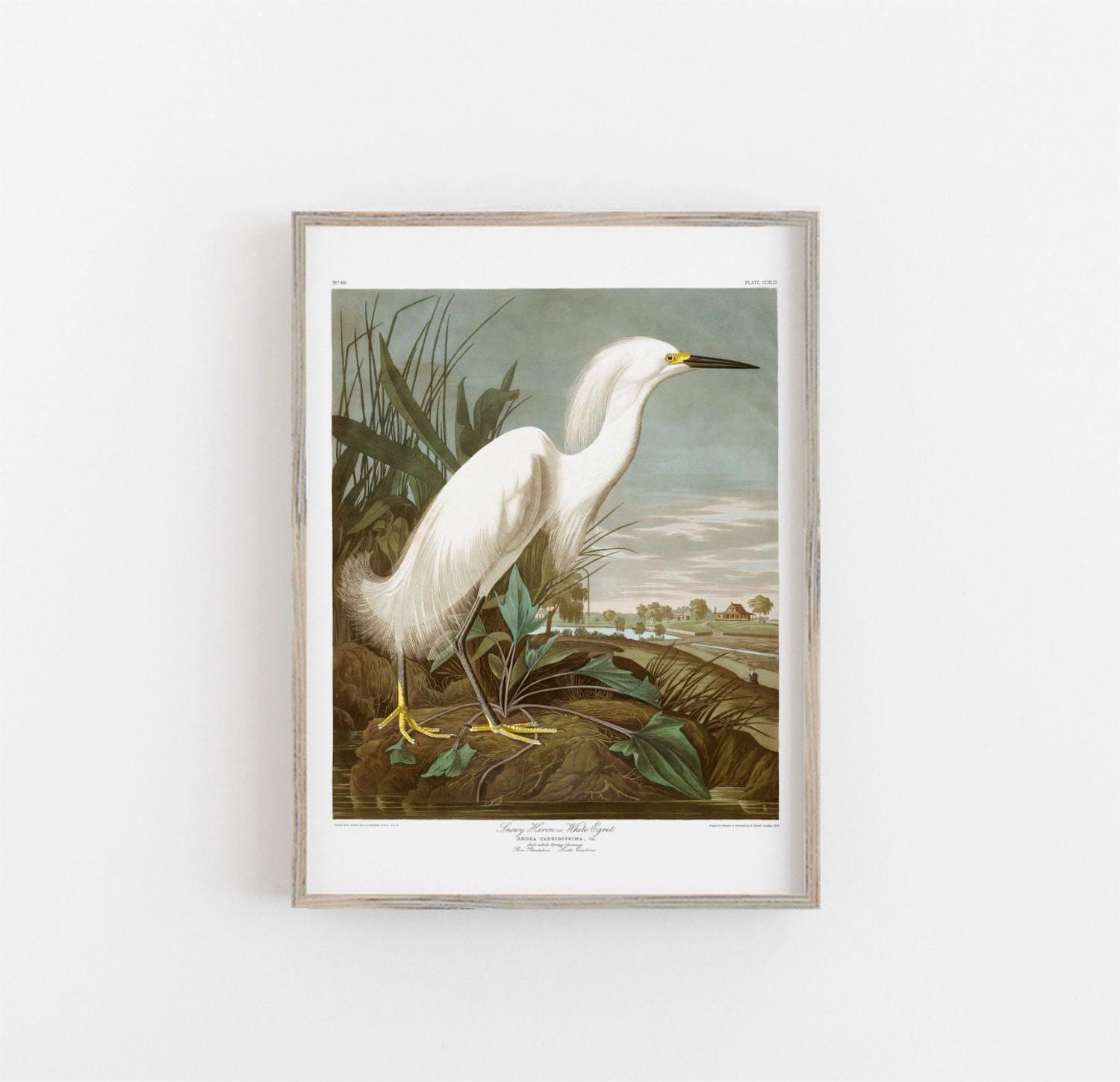 Vintage Snowy Heron or White Egret Vintage Print, Vintage