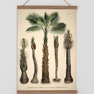 Vintage palm tree print. Vintage tropical botanical print. Vintage Scandinavian Wall art. Palm Tree wall chart. Botanical wall art. Coconut image 1