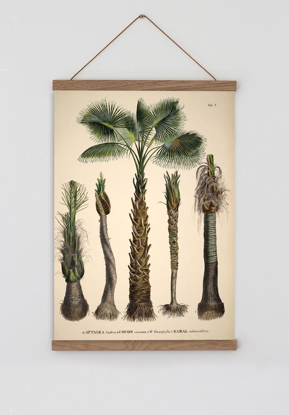 Vintage palm tree print.  Vintage tropical botanical print. Vintage Scandinavian Wall art. Palm Tree wall chart. Botanical wall art. Coconut