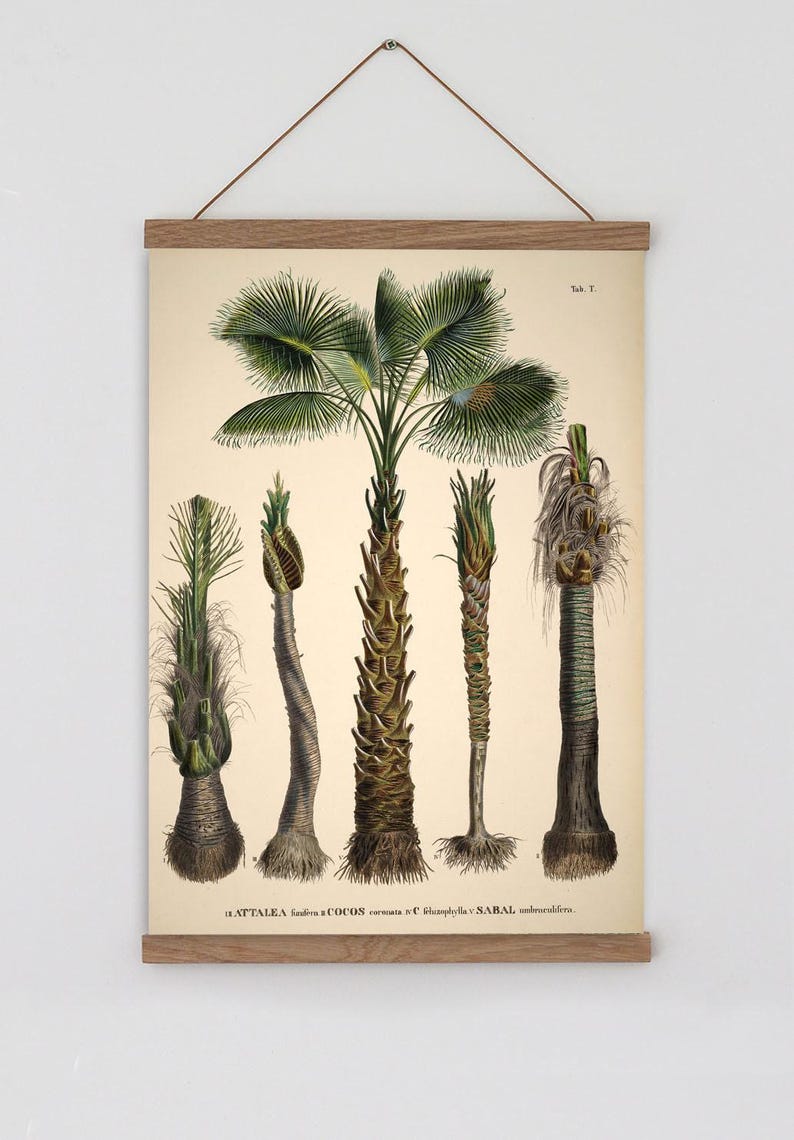 Vintage palm tree print. Vintage tropical botanical print. Vintage Scandinavian Wall art. Palm Tree wall chart. Botanical wall art. Coconut image 1