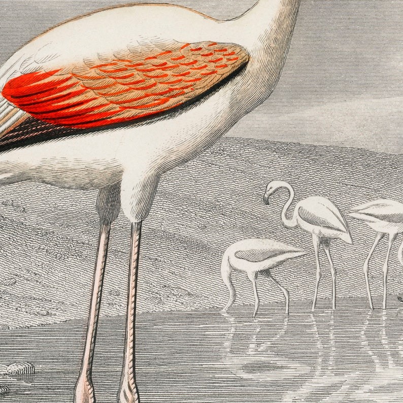Vintage flamingo wall chart Flamingo wall art Orange wing Etsy